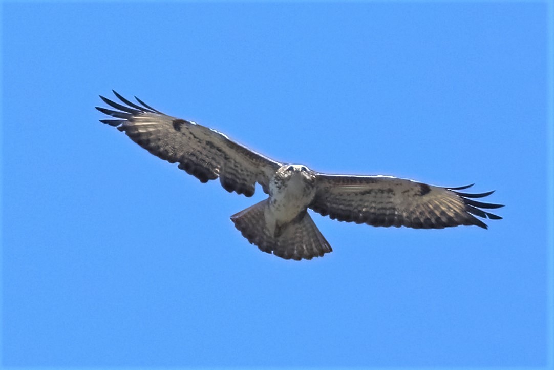 Common Buzzard - Leonardo Rassu