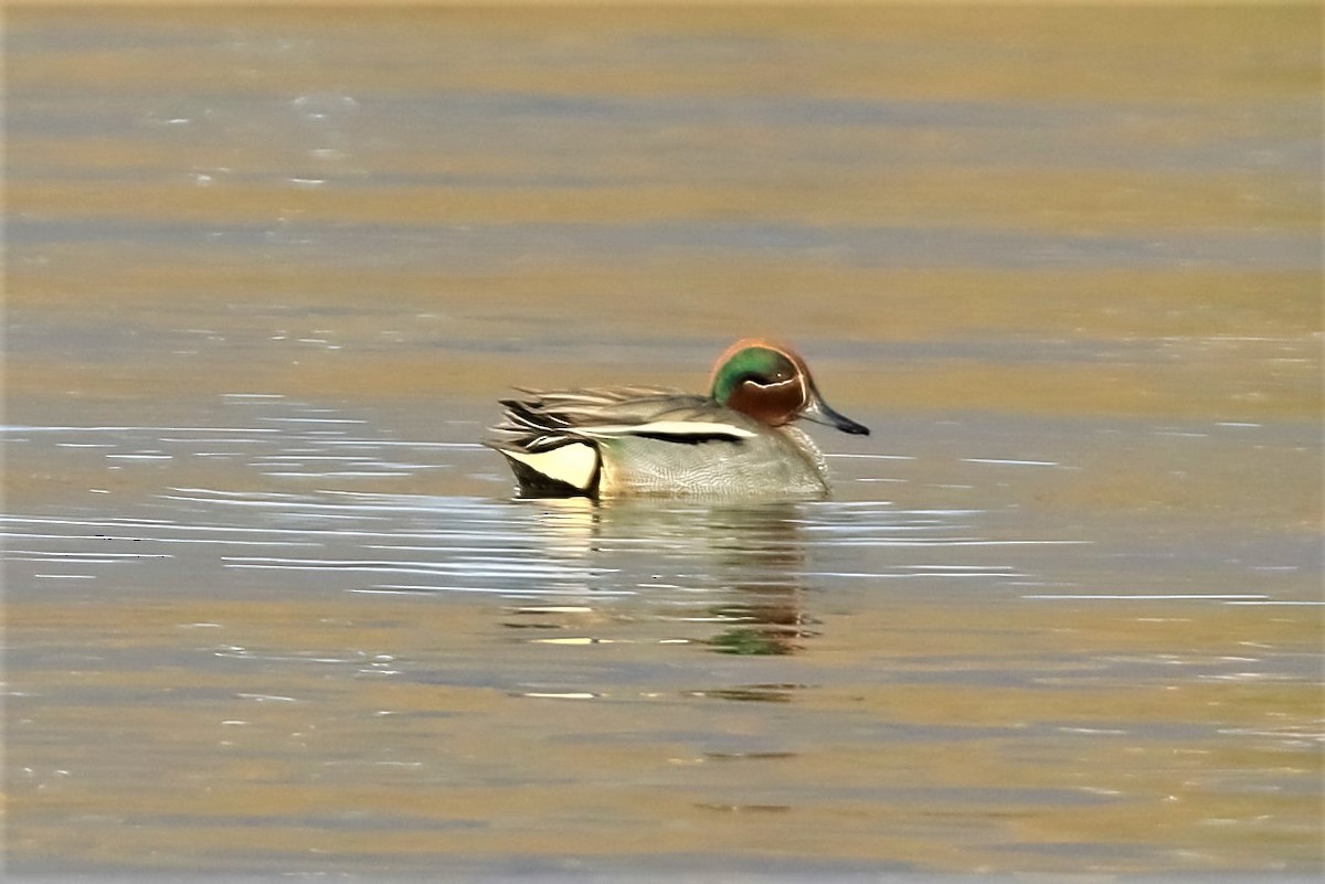 Green-winged Teal (Eurasian) - ML318458041