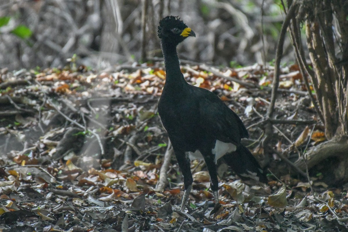 Yellow-knobbed Curassow - ML318458841