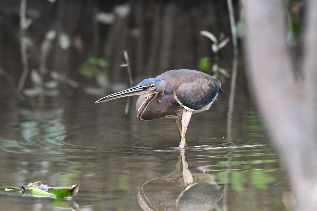 Agami Heron - ML318459141