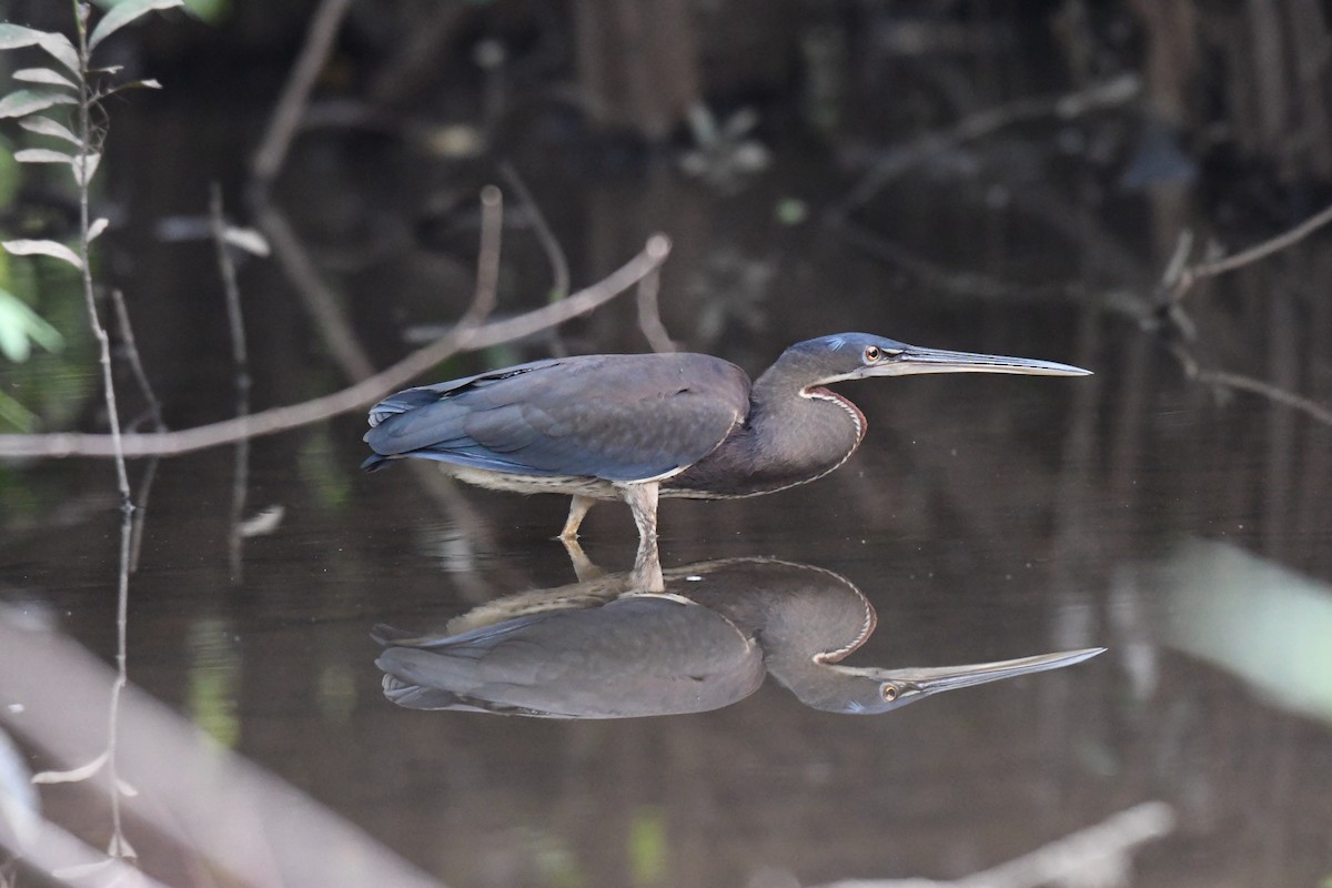 Agami Heron - ML318459301