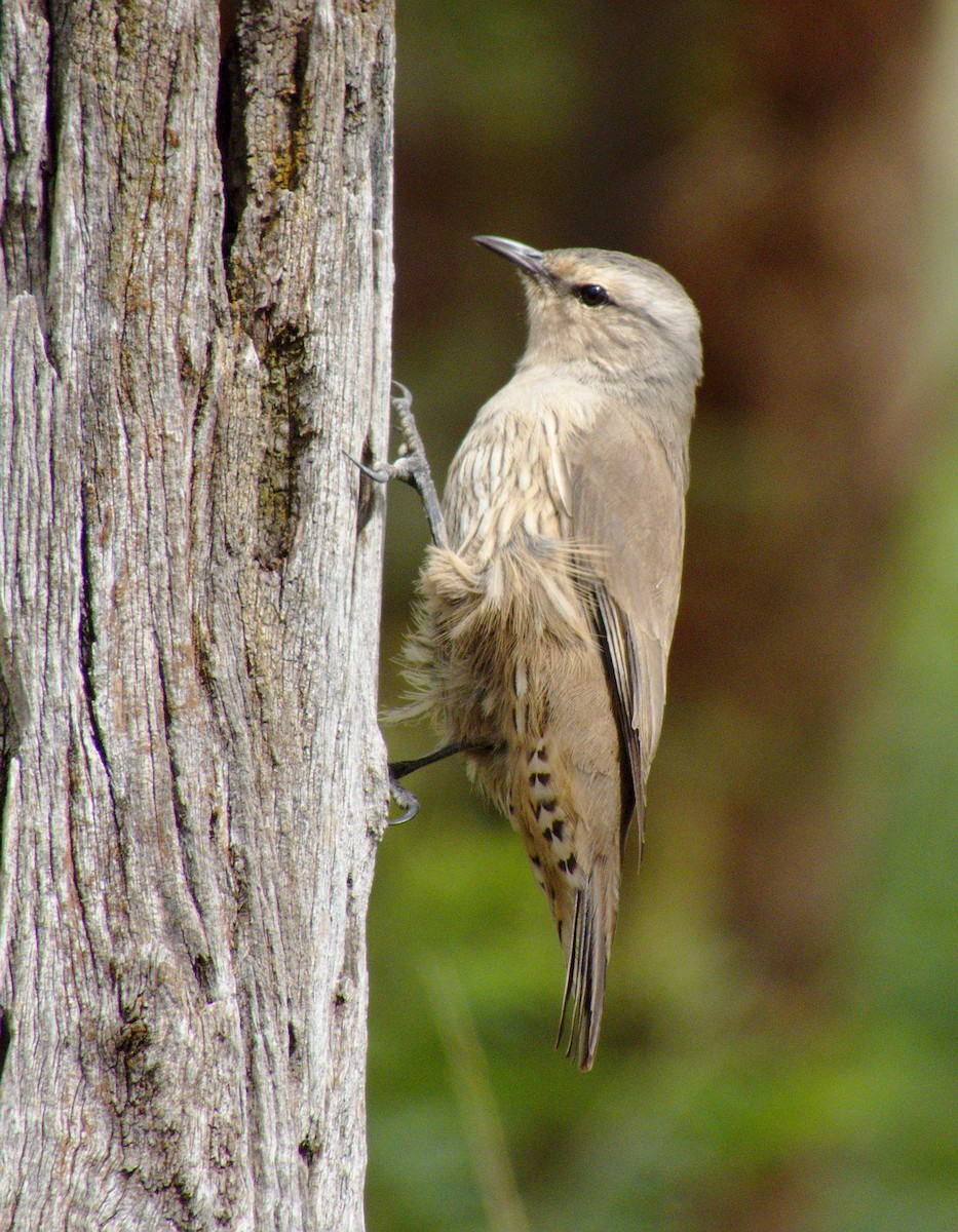 Brown Treecreeper - Kent Warner