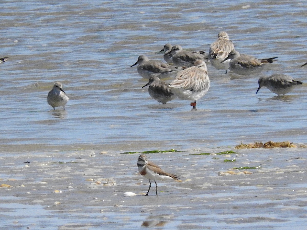 Double-banded Plover - ML318461391