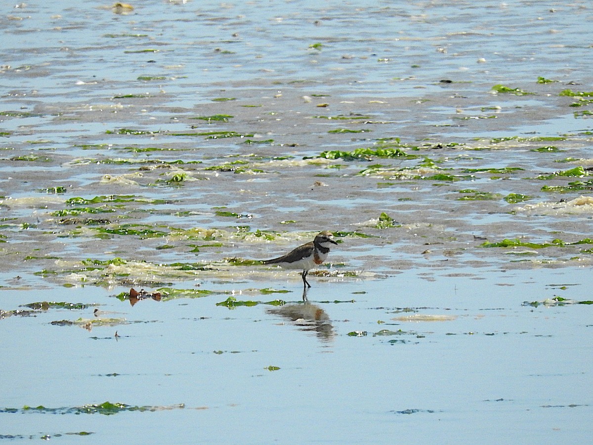 Double-banded Plover - ML318461881