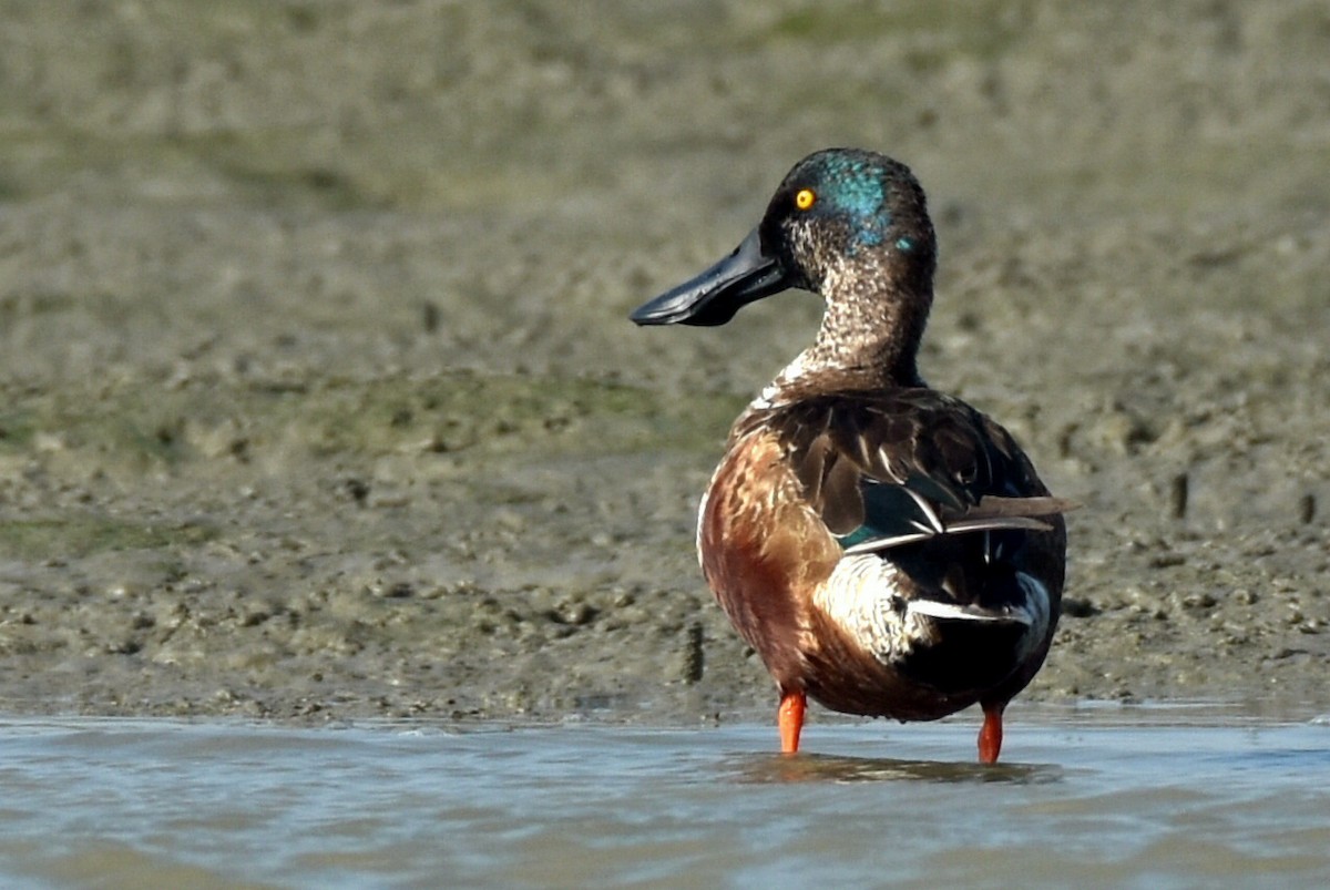 Northern Shoveler - ML318462531