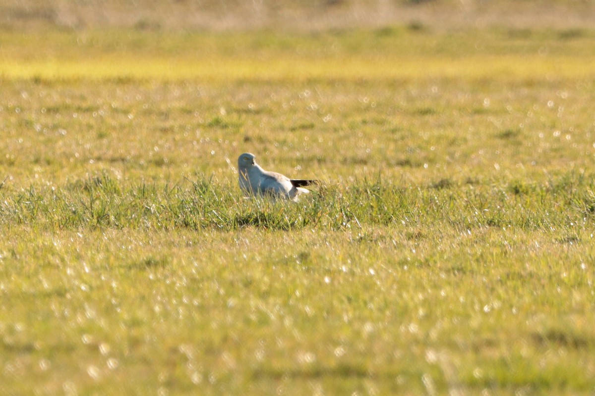 Hen Harrier - Letty Roedolf Groenenboom