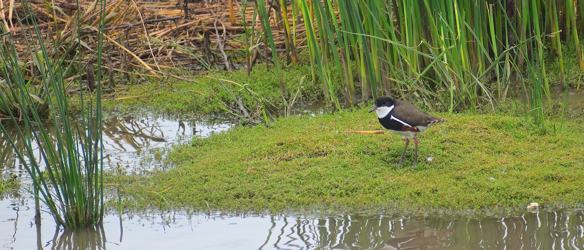 Red-kneed Dotterel - ML318464911