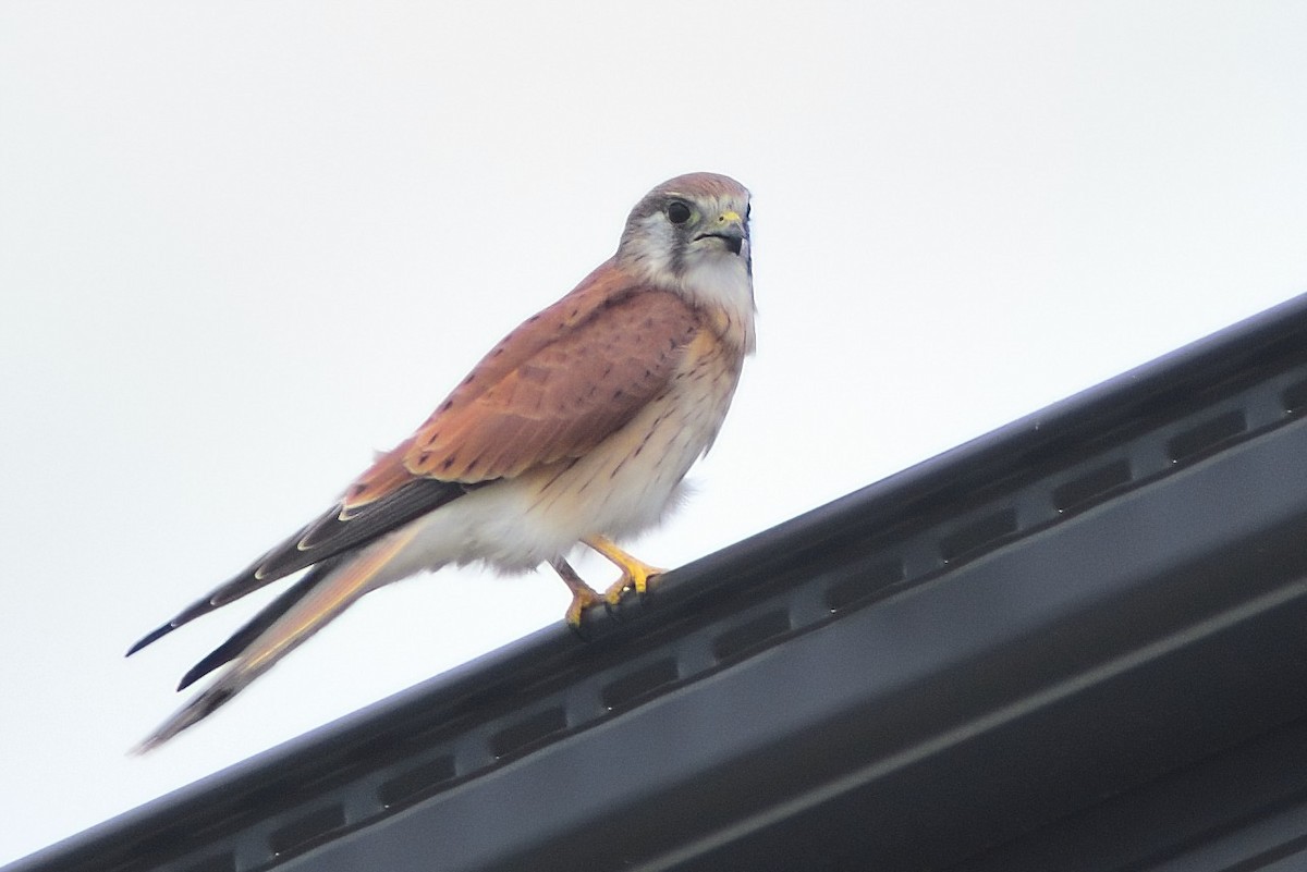 Nankeen Kestrel - ML318465101