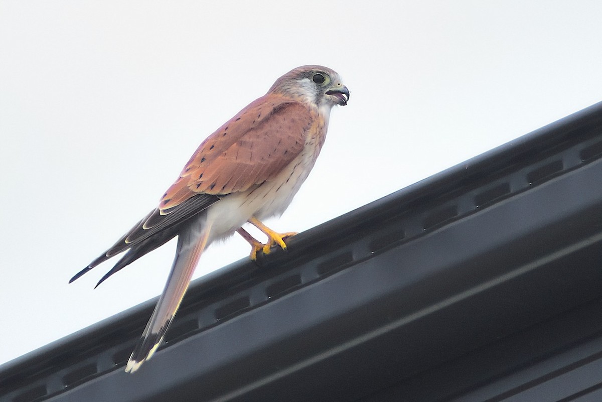 Nankeen Kestrel - ML318465111
