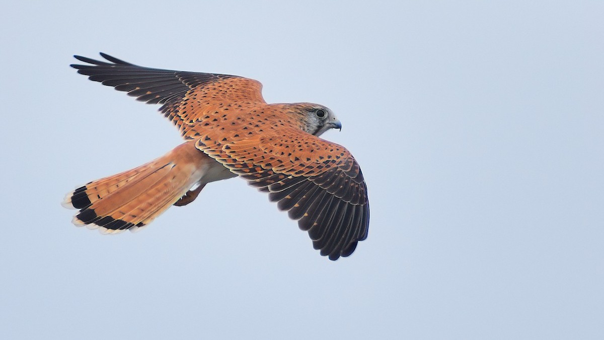 Nankeen Kestrel - ML318465121