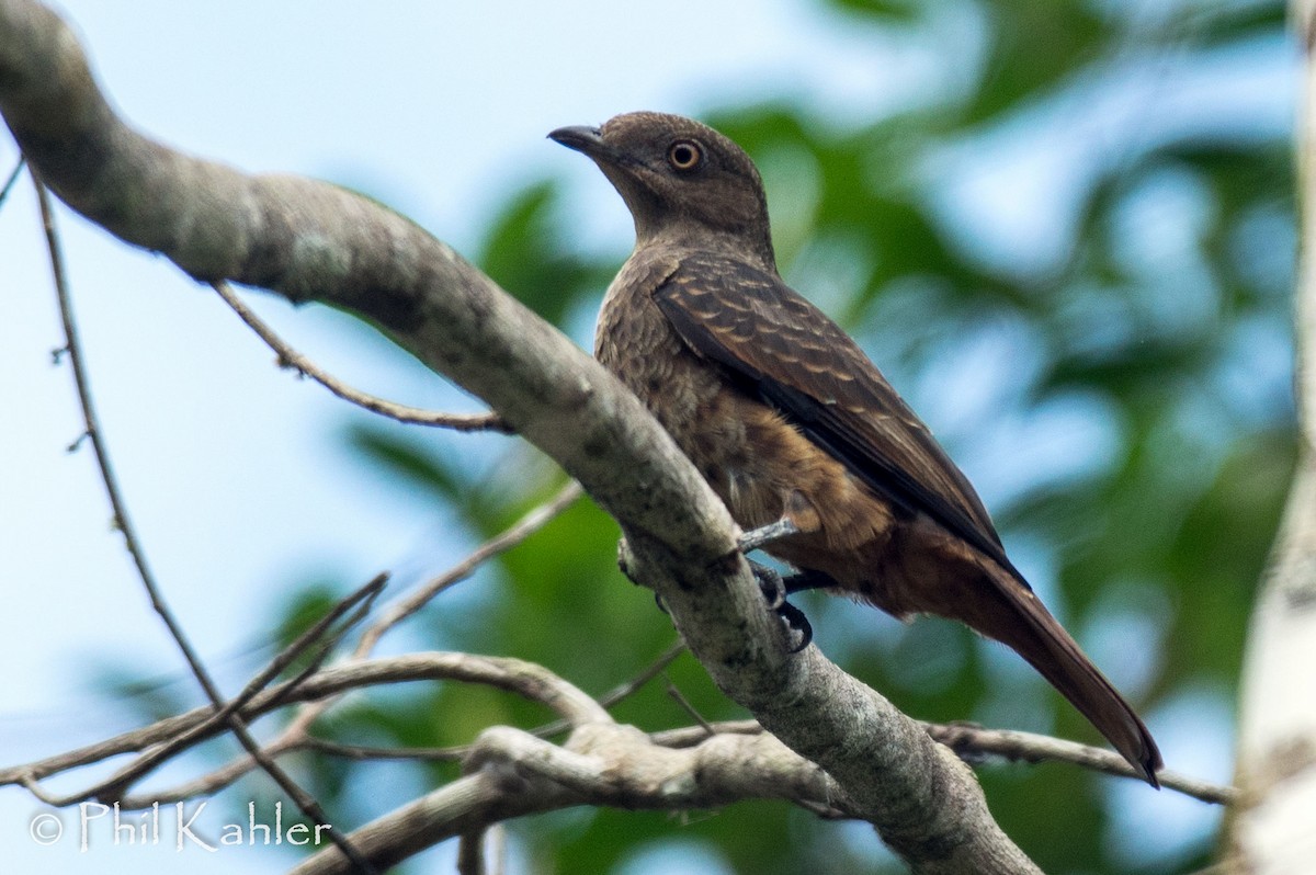 Plum-throated Cotinga - Phil Kahler