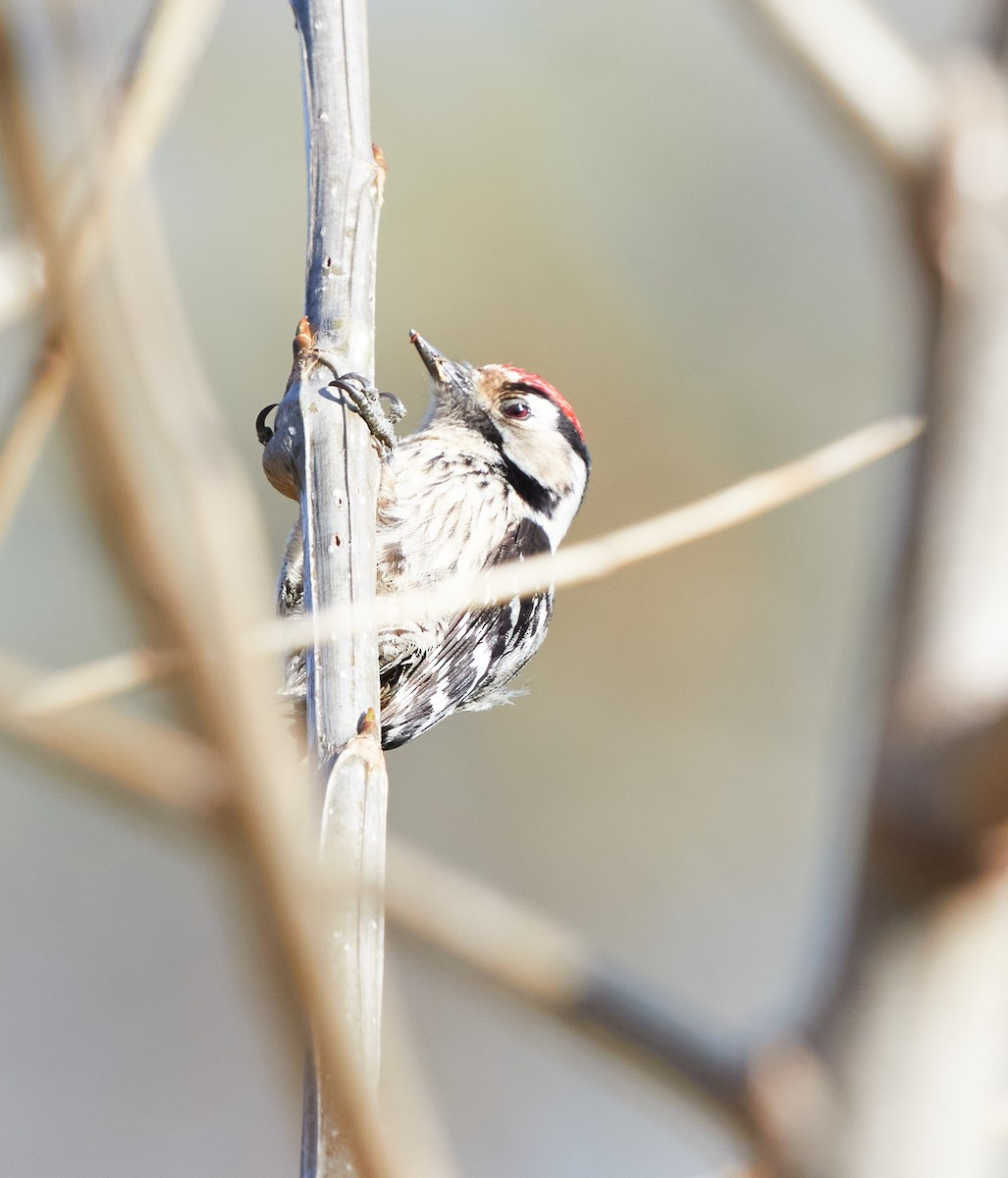 Lesser Spotted Woodpecker - ML318468141