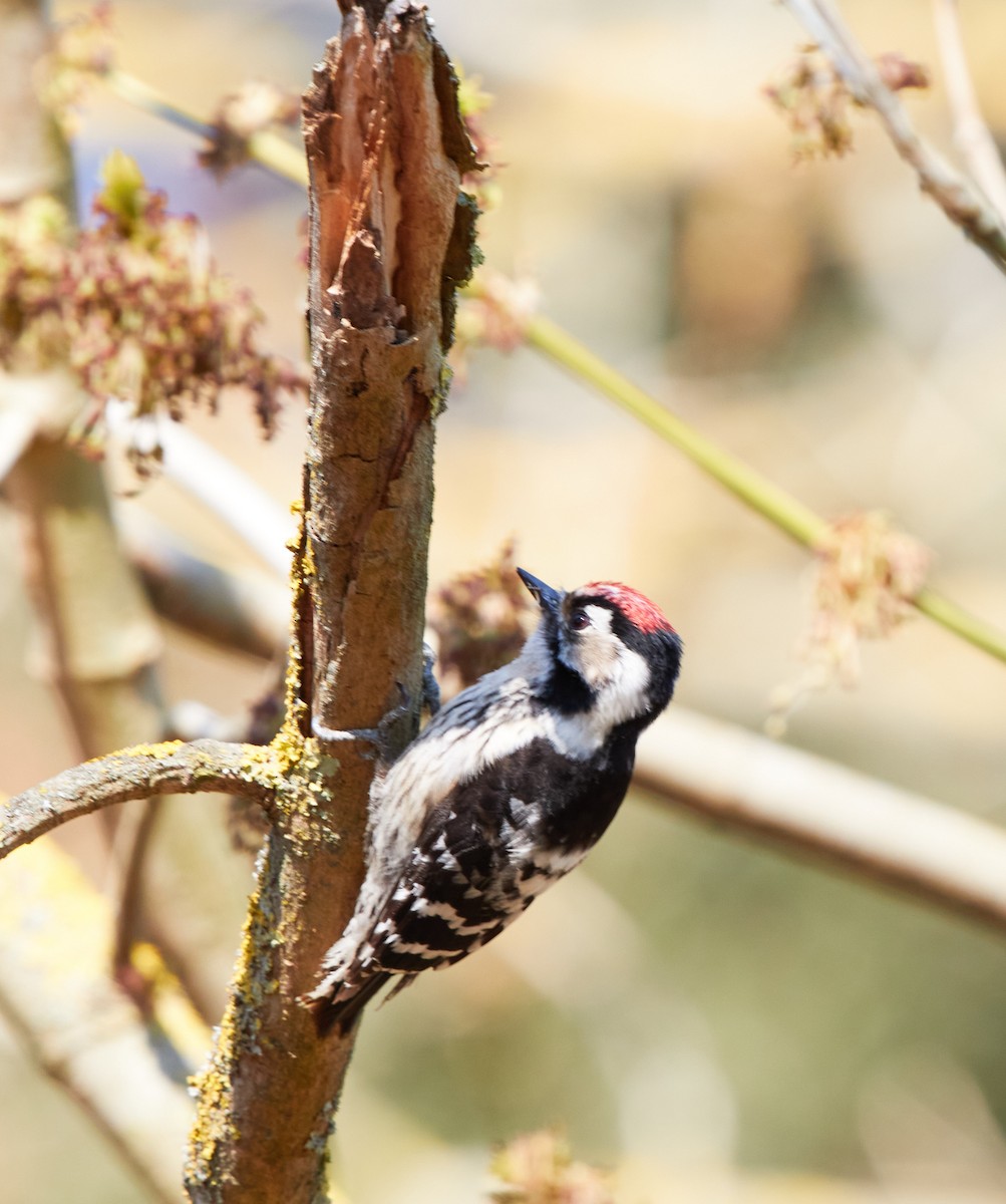 Lesser Spotted Woodpecker - ML318468151