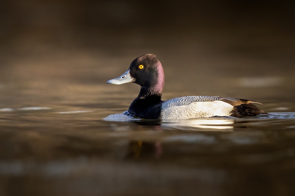 Lesser Scaup - ML318468461