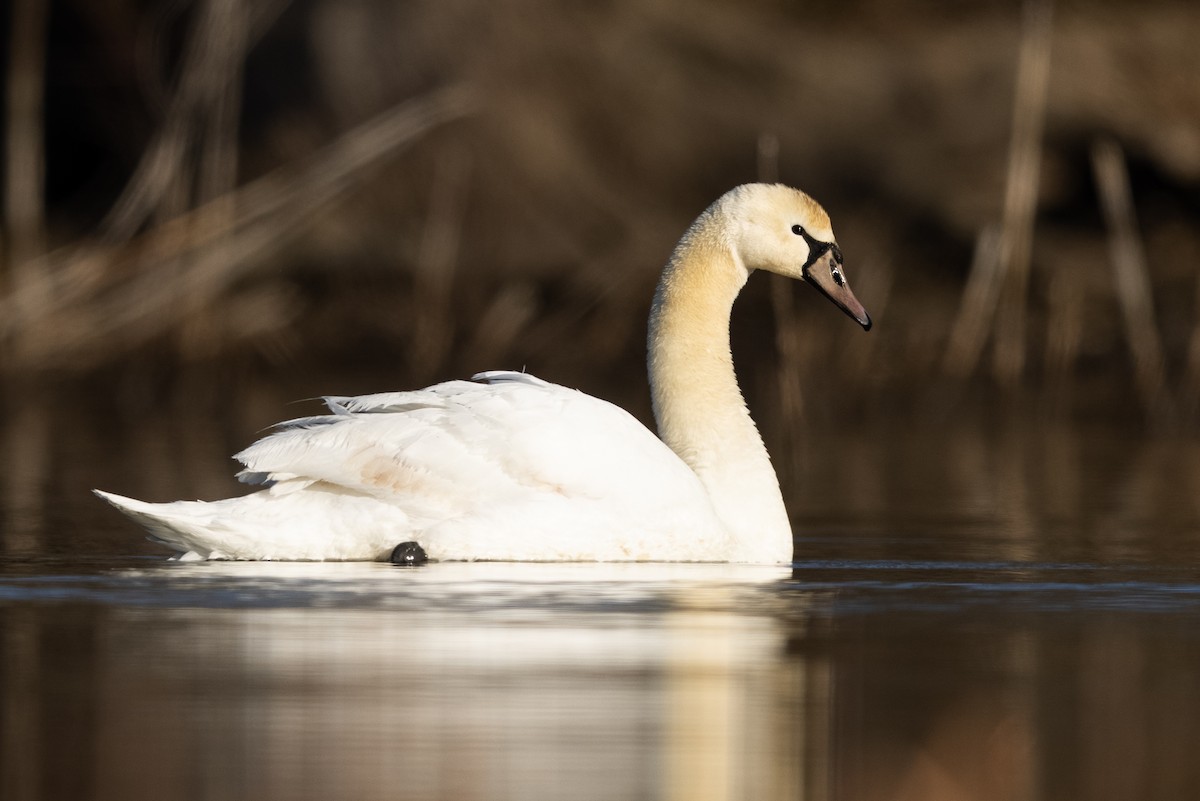 Mute Swan - Brad Imhoff