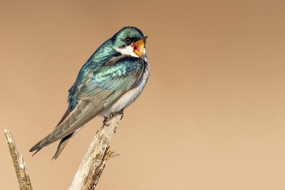 Golondrina Bicolor - ML318468531