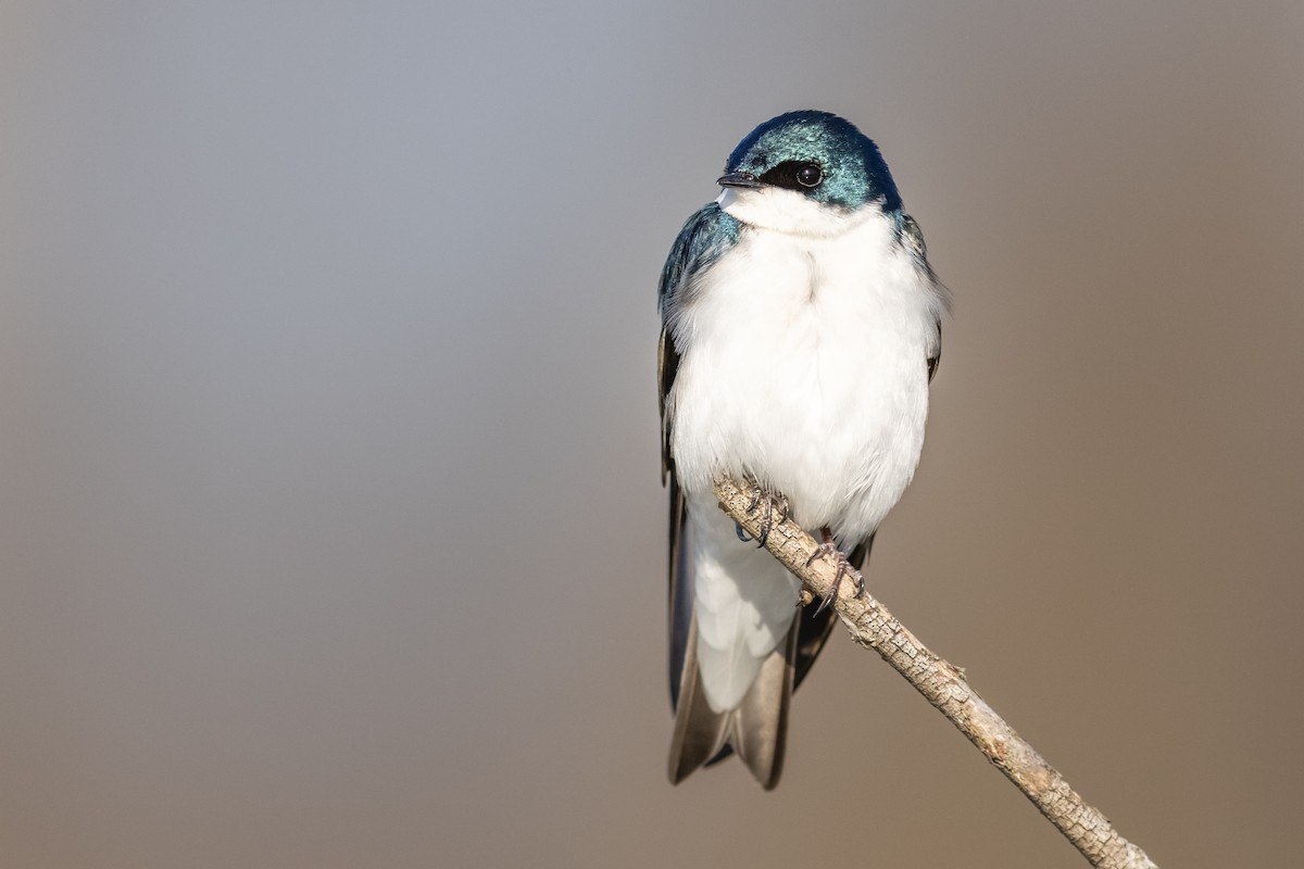 Tree Swallow - Brad Imhoff