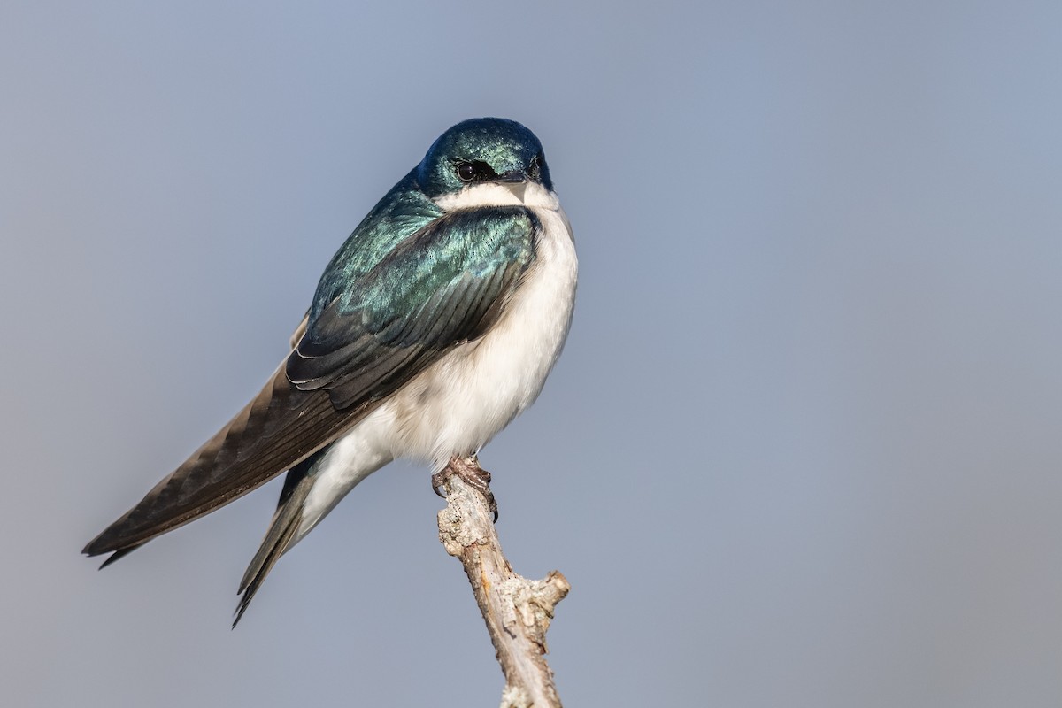 Golondrina Bicolor - ML318468621