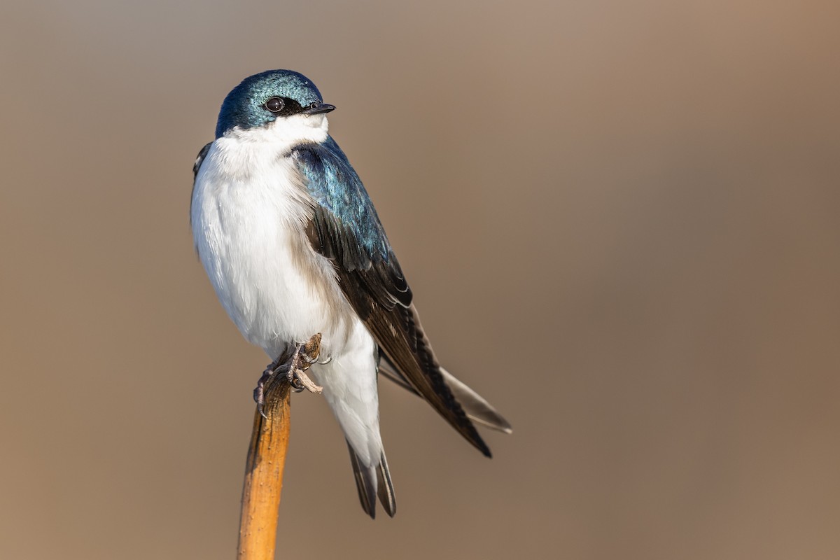 Golondrina Bicolor - ML318468661