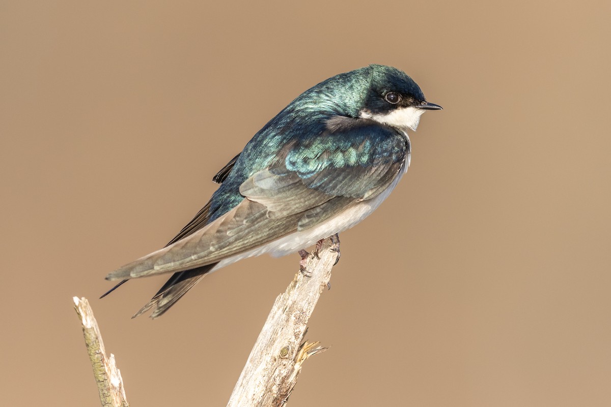 Tree Swallow - Brad Imhoff