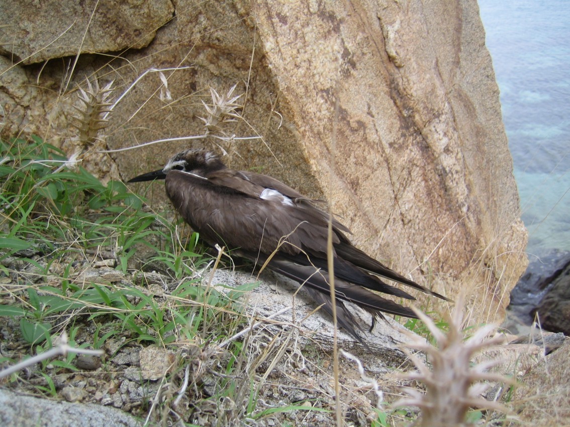 Bridled Tern - Jason Anderson