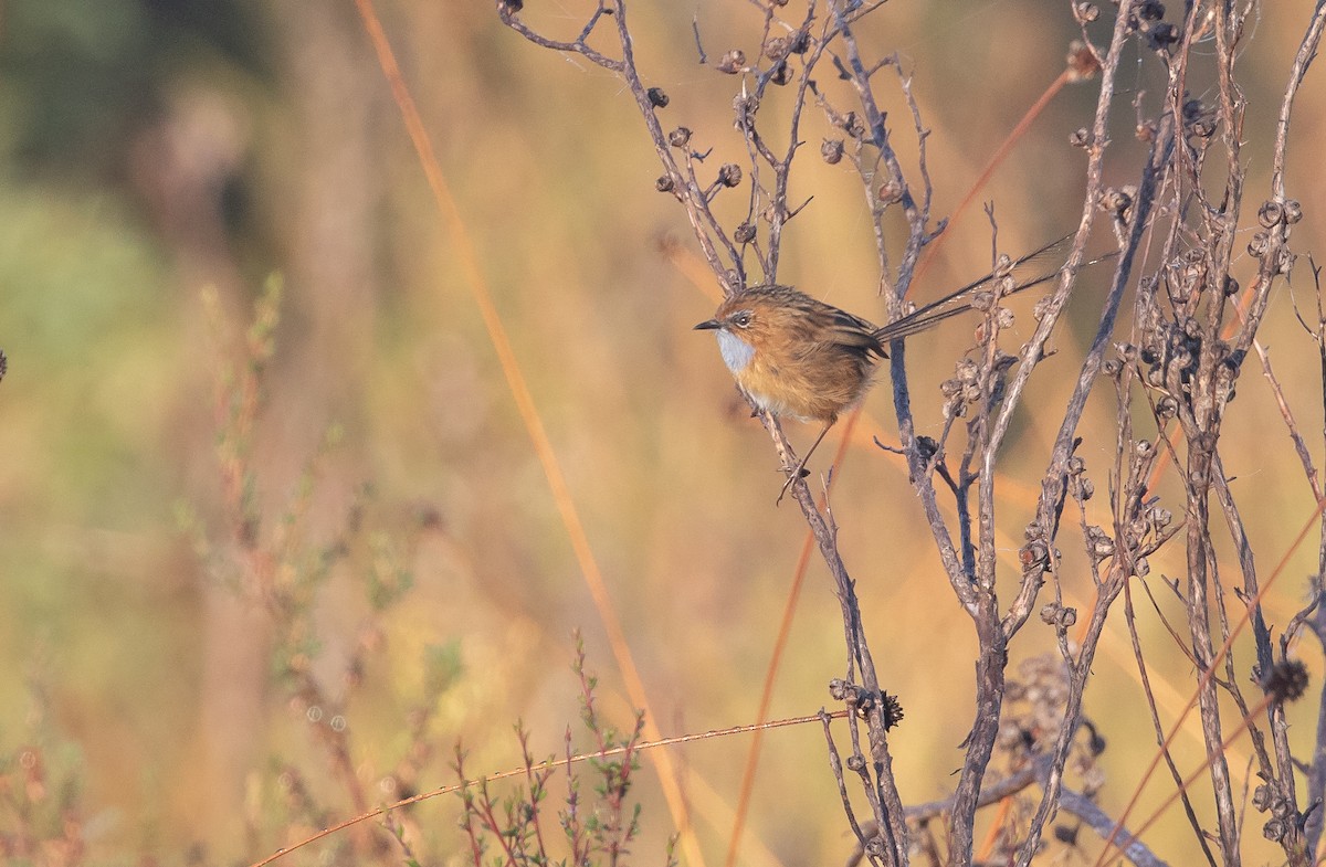 Southern Emuwren - Paul Brooks