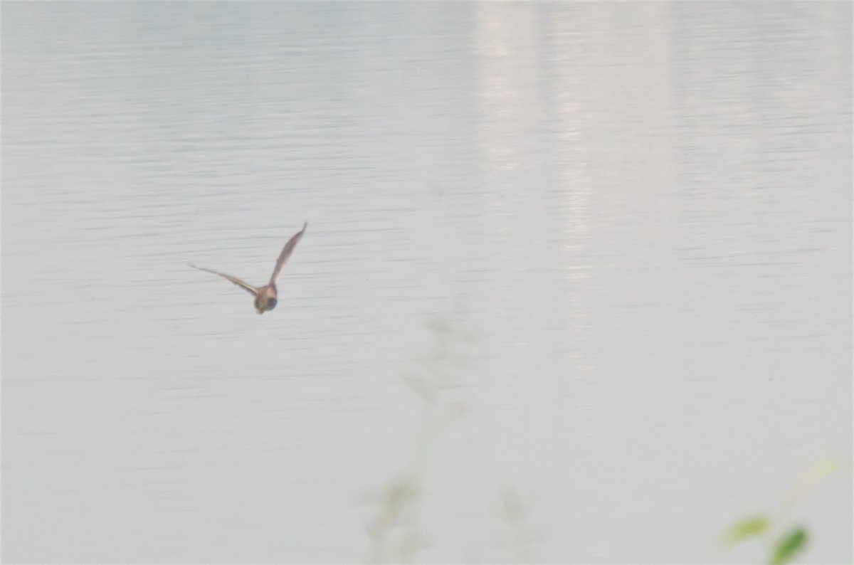 Slaty-breasted Rail - Ikshan Ganpathi