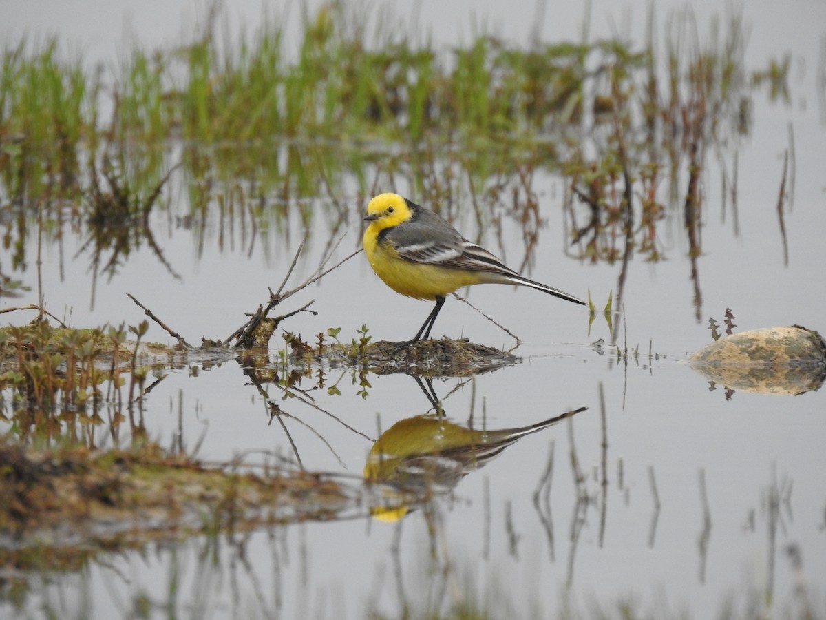 Citrine Wagtail - Mohd Feroz