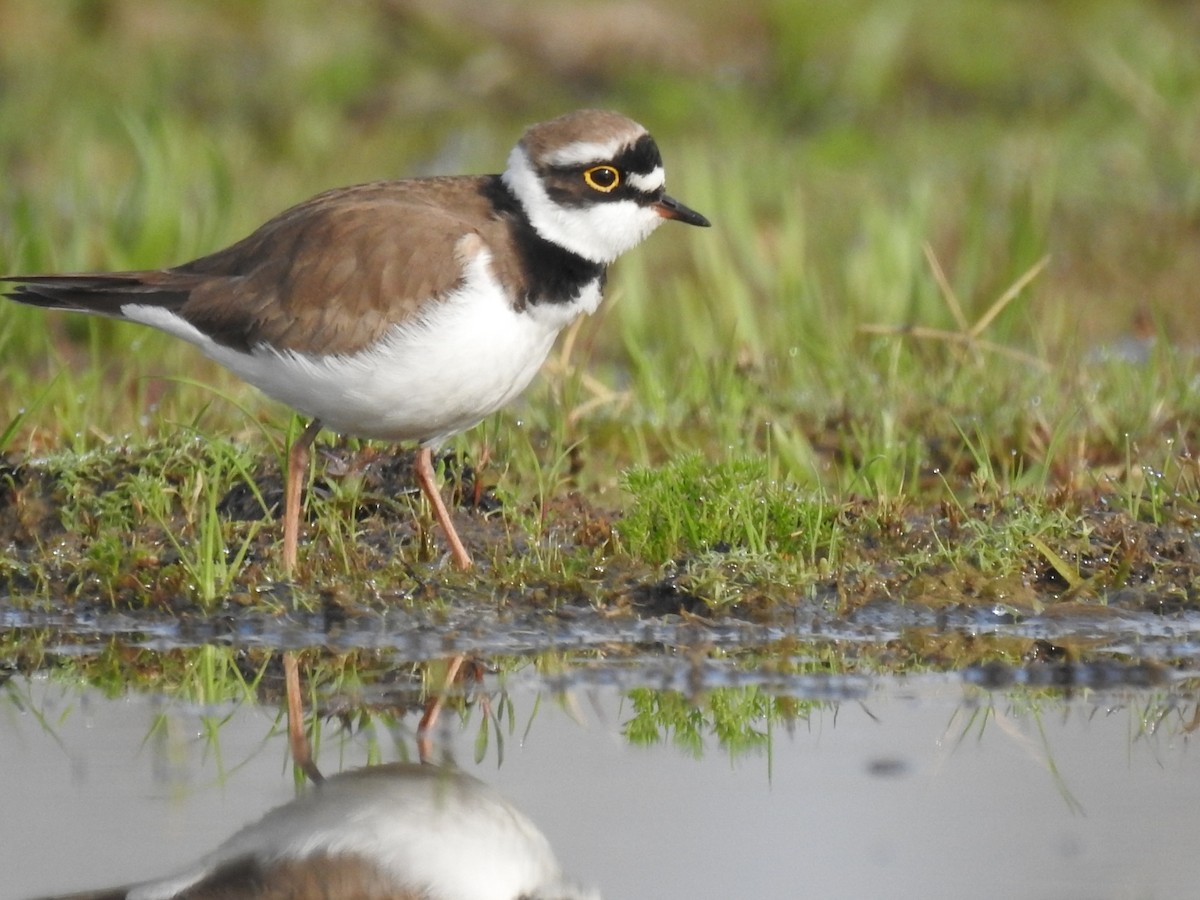 Little Ringed Plover - ML318473121