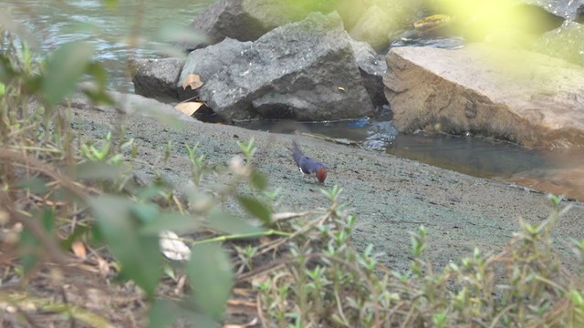 Golondrina Colilarga - ML318473141