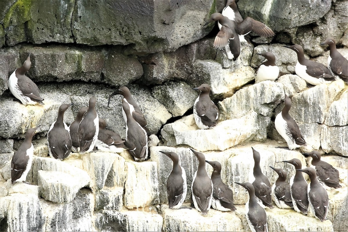 Common Murre - ML318473991