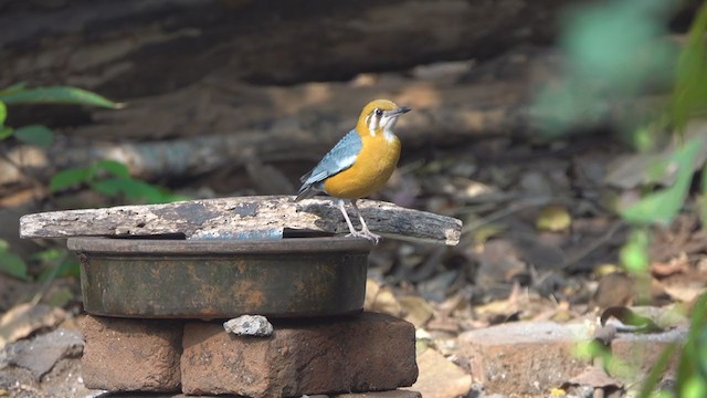 Orange-headed Thrush - ML318475551