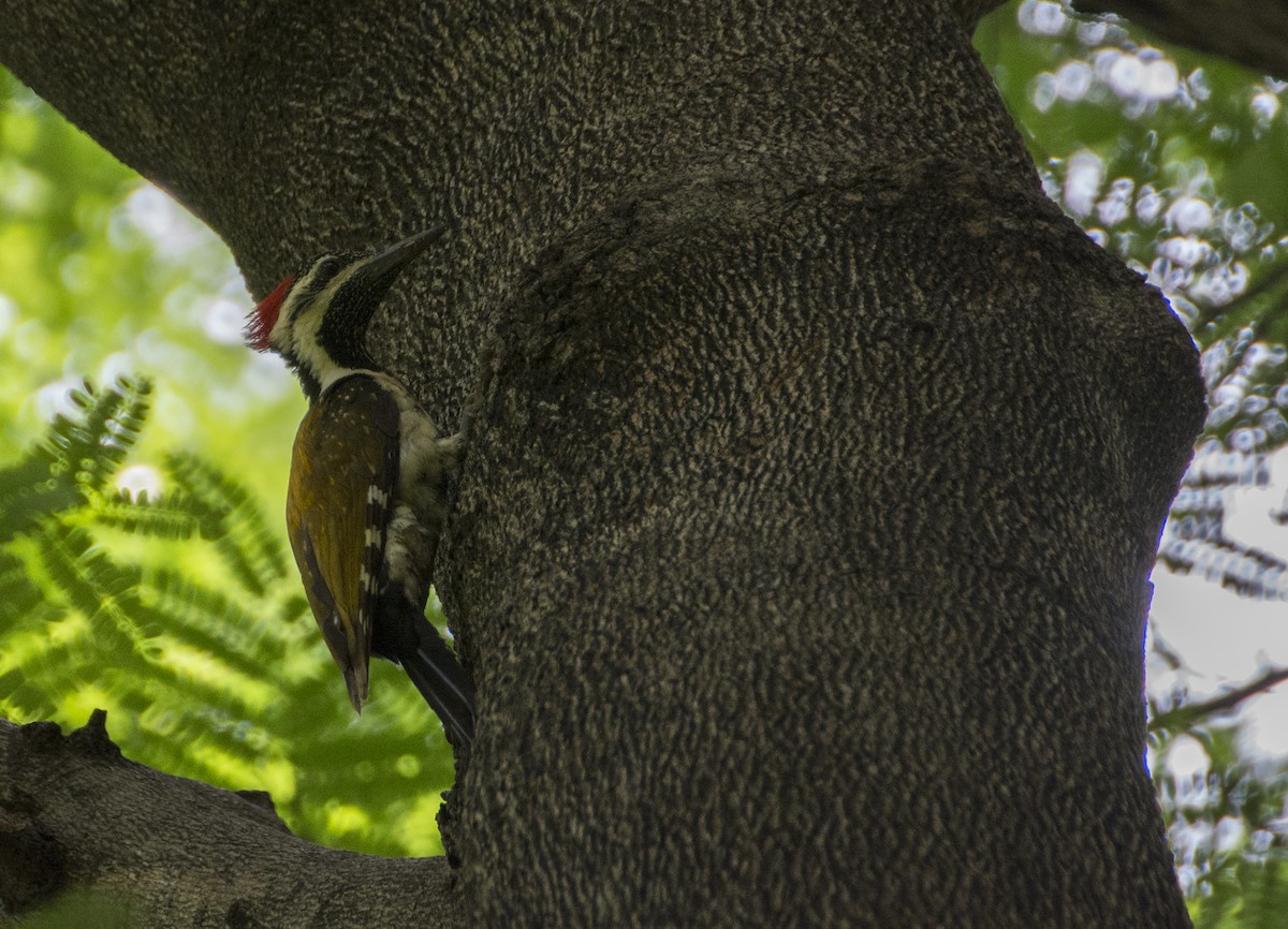 Black-rumped Flameback - ML31847621