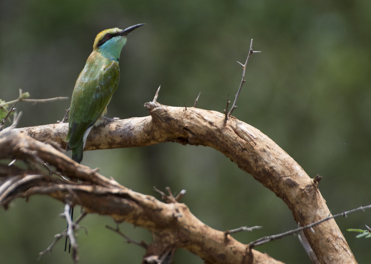 Asian Green Bee-eater - ML31847641