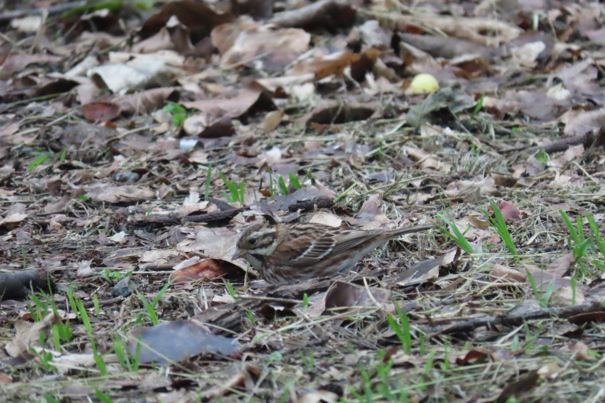 Rustic Bunting - ML318476701