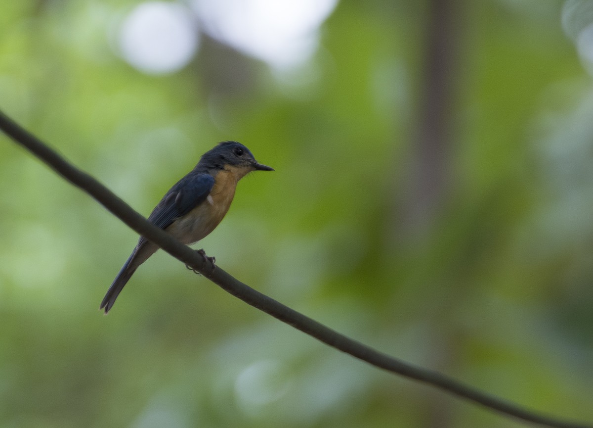 Tickell's Blue Flycatcher - ML31847671