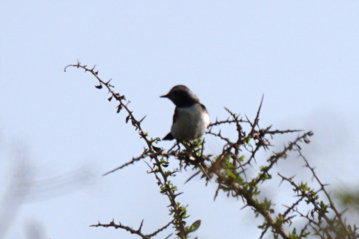 Cyprus Wheatear - ML318477251