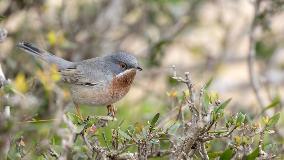 Eastern Subalpine Warbler - birol hatinoğlu