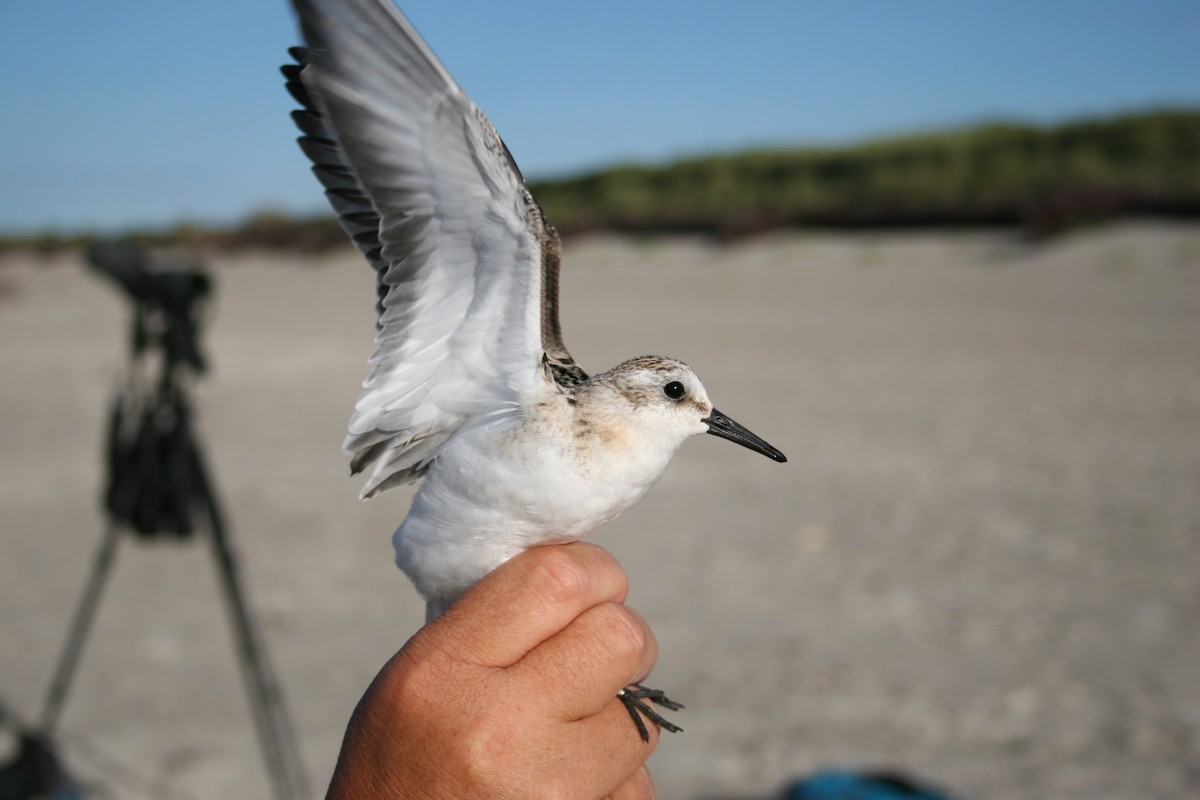 Sanderling - ML318479681