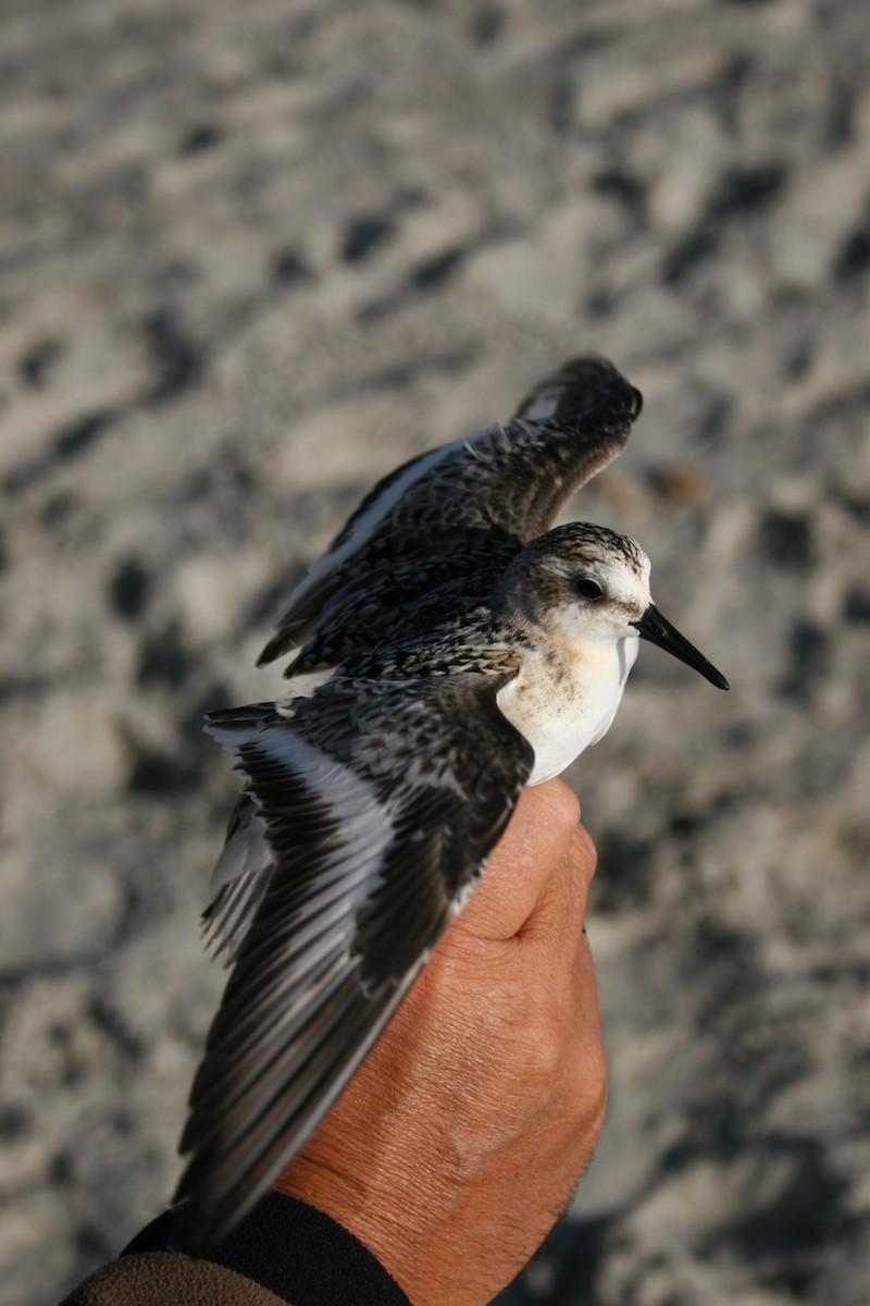 Sanderling - ML318479711