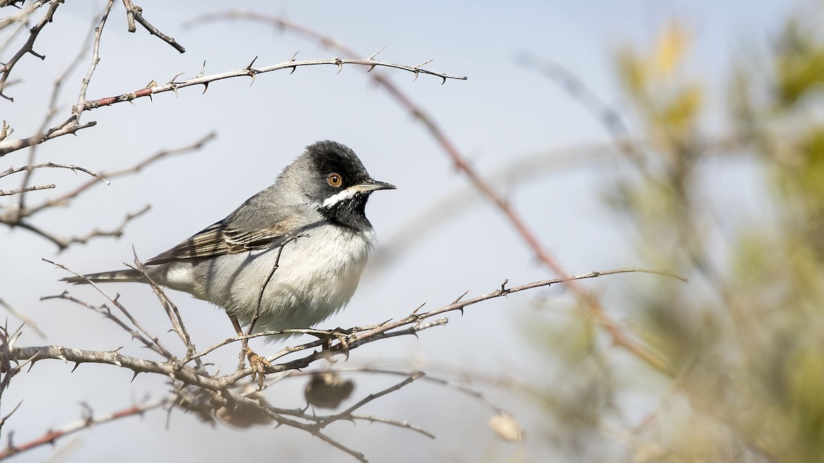 Rüppell's Warbler - birol hatinoğlu