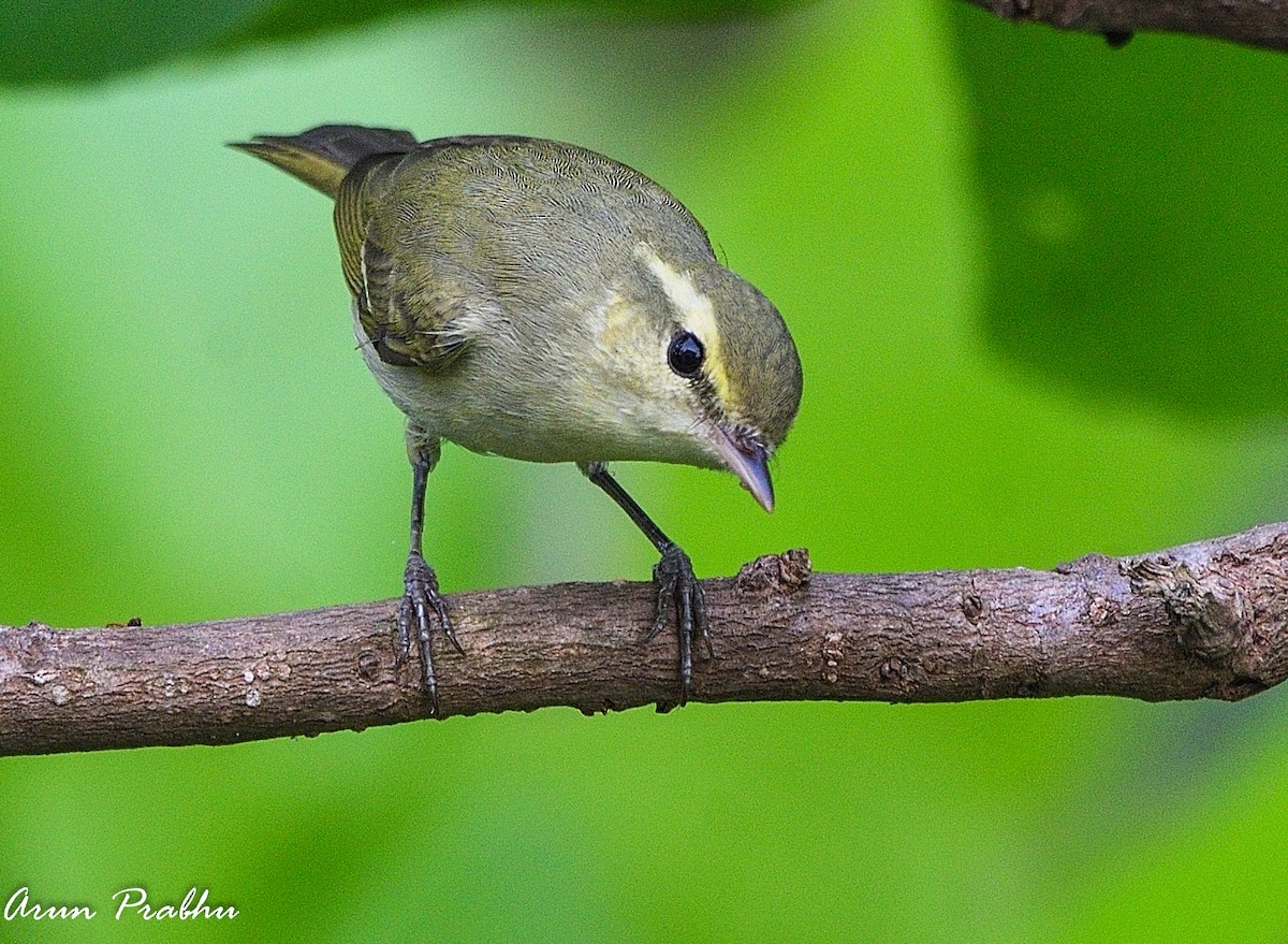 Green Warbler - Arun Prabhu