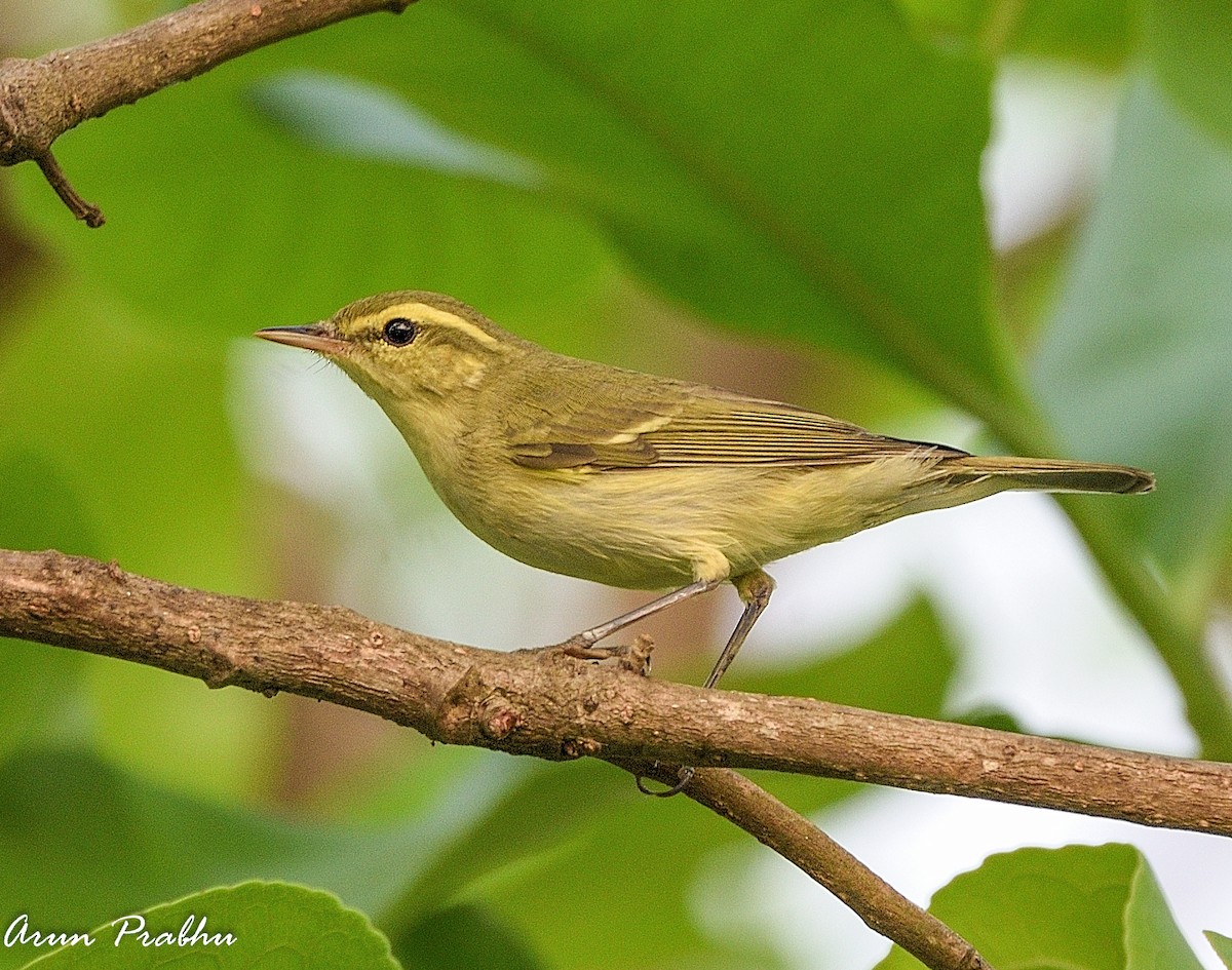 Green Warbler - Arun Prabhu