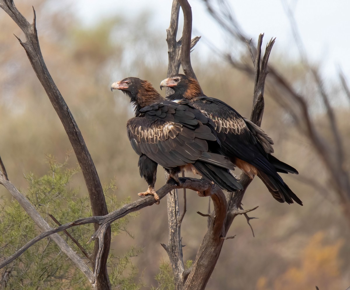 Wedge-tailed Eagle - Craig McQueen