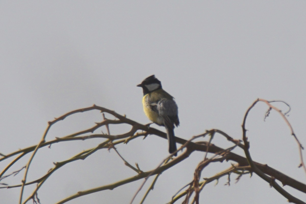 Great Tit - Shmuel Bernstein