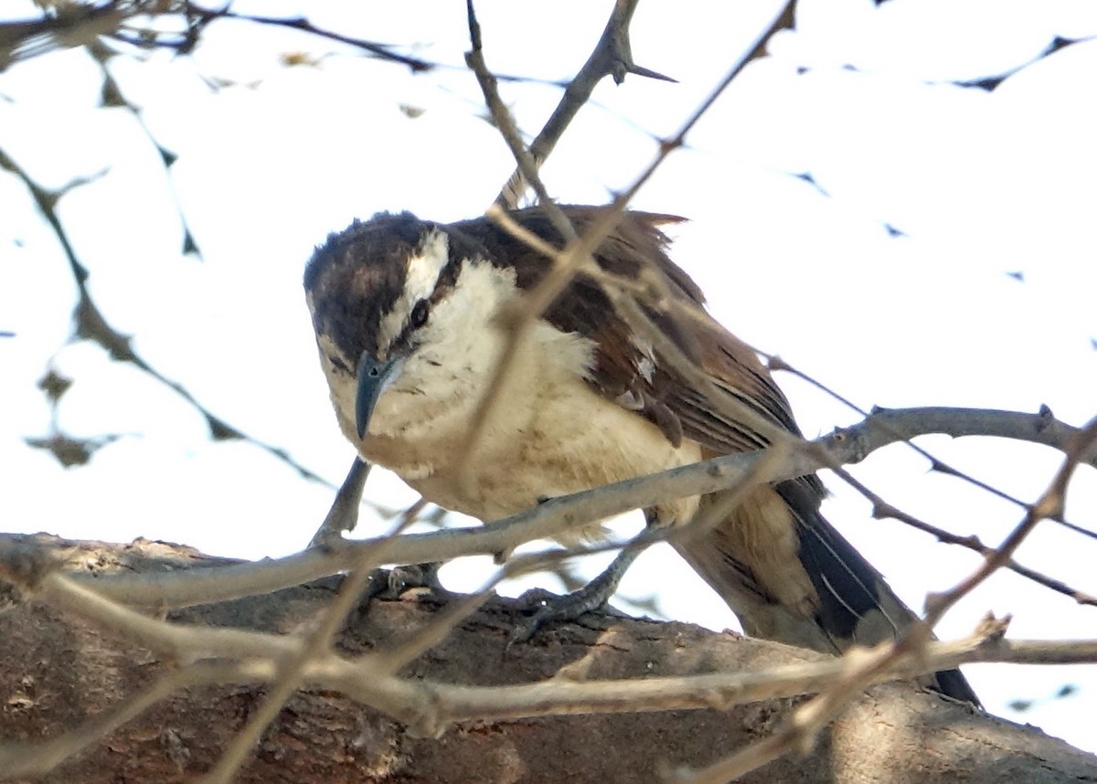 Bicolored Wren - ML318488351