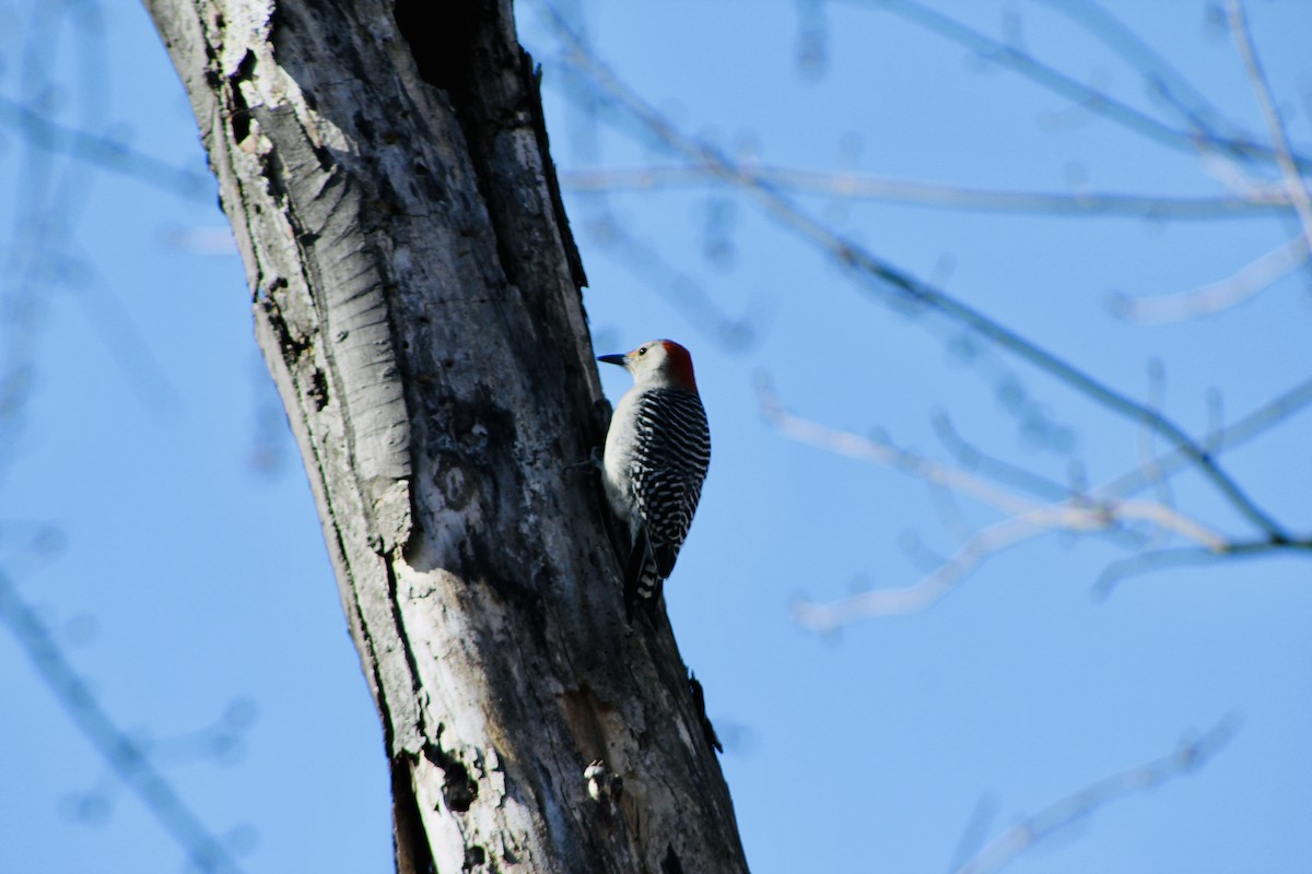 Red-bellied Woodpecker - ML318489201