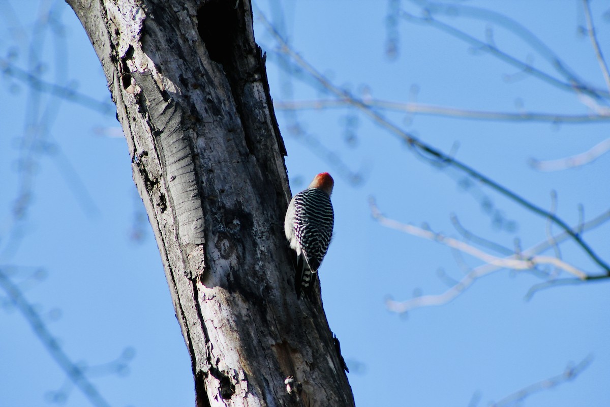 Red-bellied Woodpecker - ML318489231