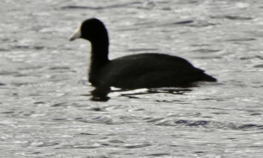 American Coot - ML318491631