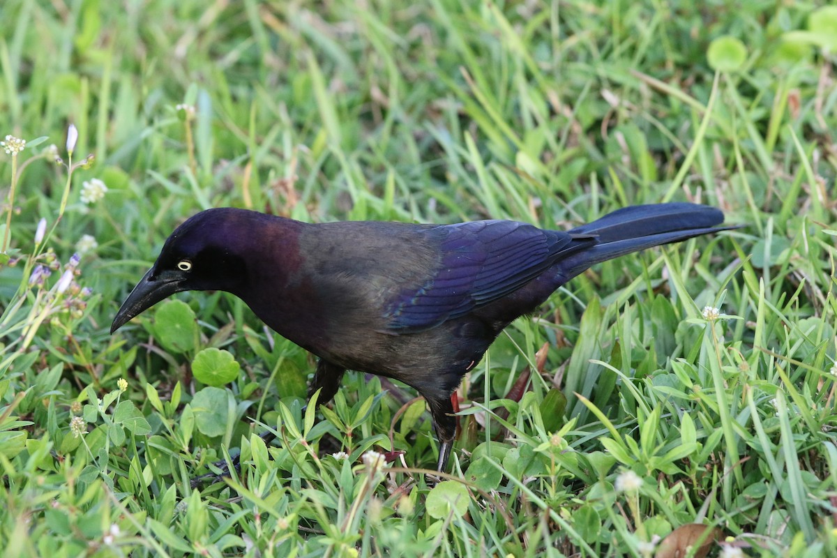Common Grackle - Don Brode